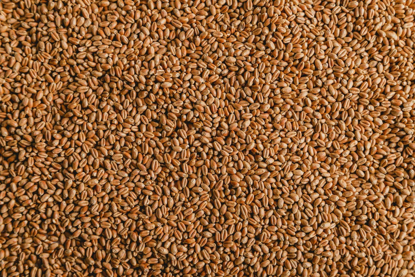Chia Seeds vs Flax Seeds: A Complete Nutritional Comparison