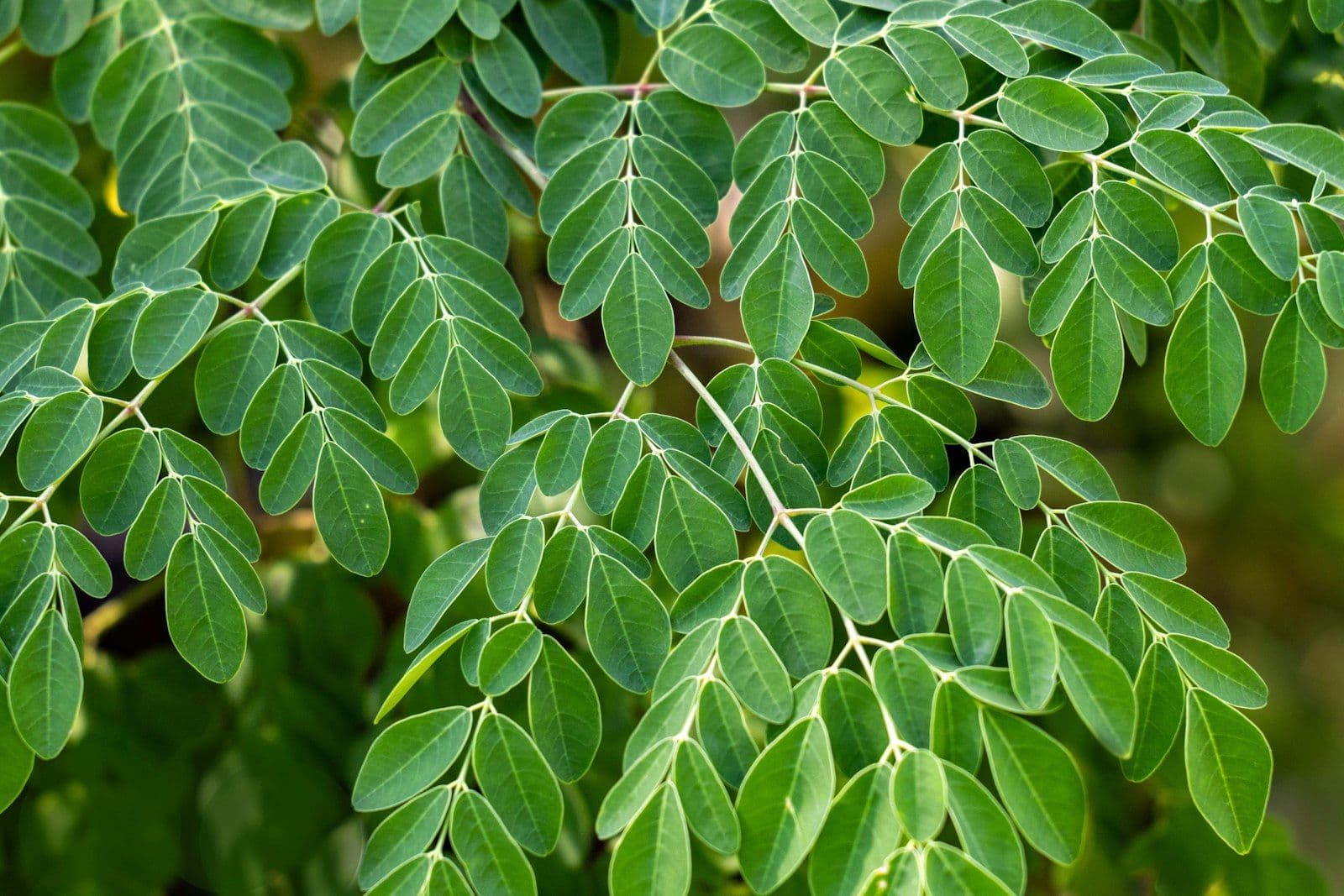 Organic Moringa Powder: Nutrition, Benefits, and How to Use It Daily
