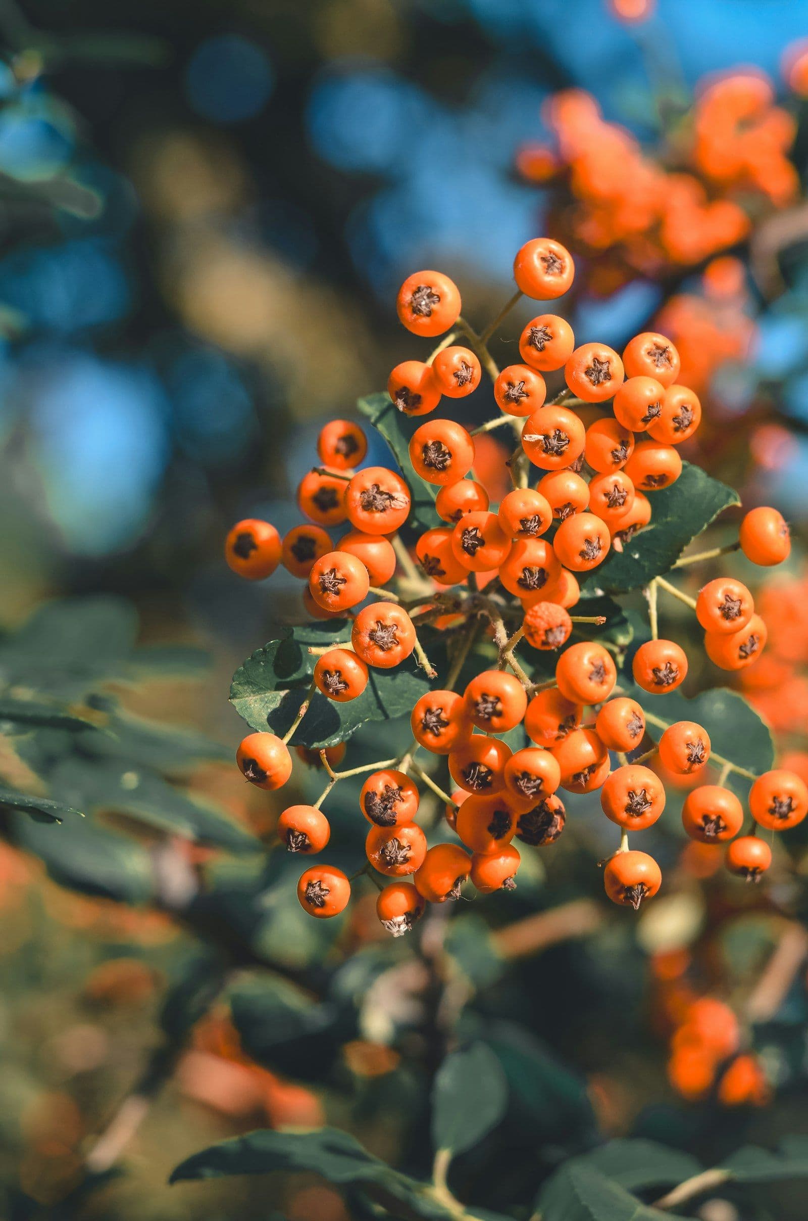 Sea Buckthorn vs Vitamin C Tablets: Which Is Better for Immunity?